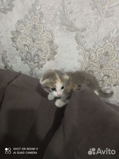 Кошка
