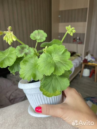 Пеларгония герань