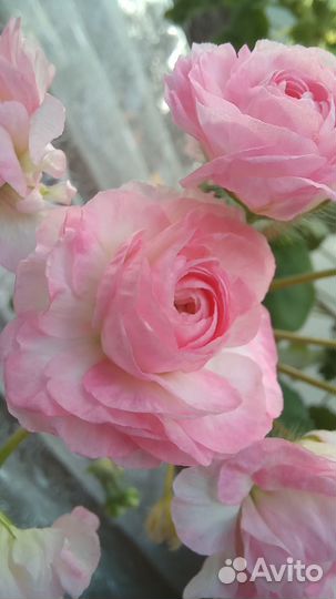 Та эммануэль пеларгония