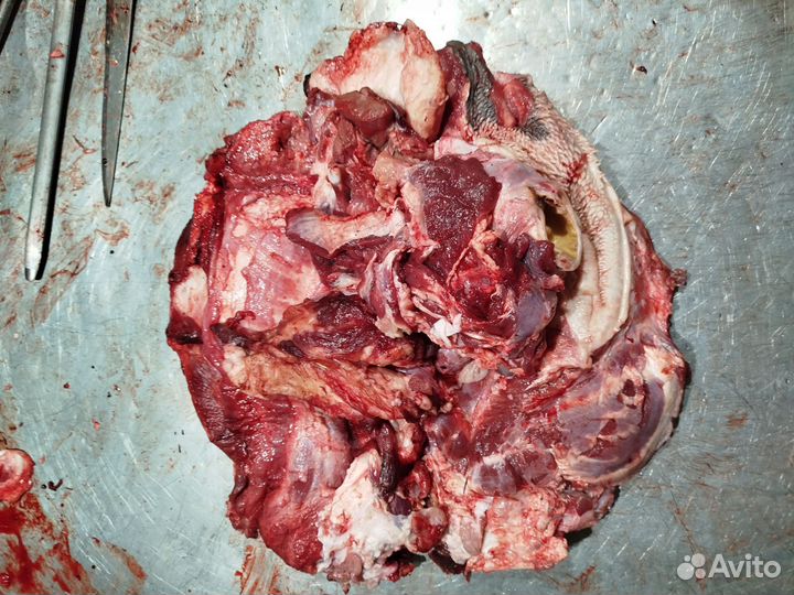 Мясо говядина для собак