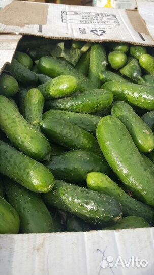 Огурцы оптом и в розницу