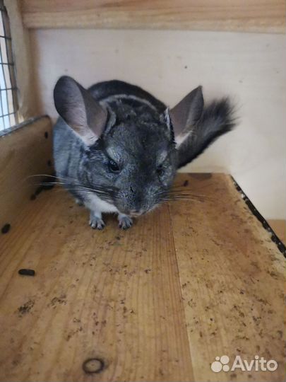 Шиншилла меховой стандарт