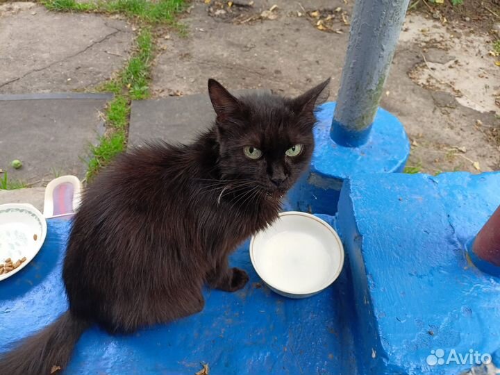 Кошечка в добрые руки