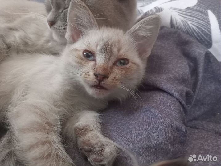 Кошка в дар бесплатно