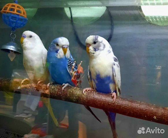 Волнистый попугай