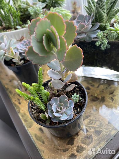 Суккуленты набор