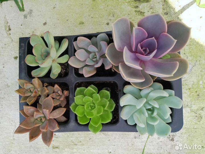 Суккуленты