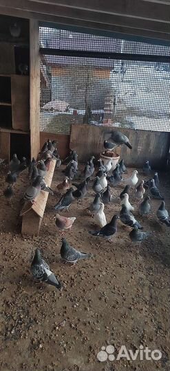 Продам спортивных голубей