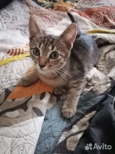 Котята в добрые руки бесплатно