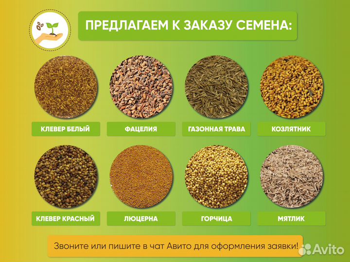 Семена фацелии