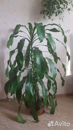 Пальма Драцена