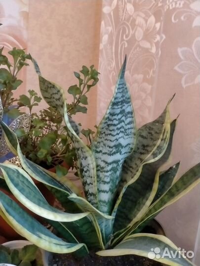 Сансевиерия