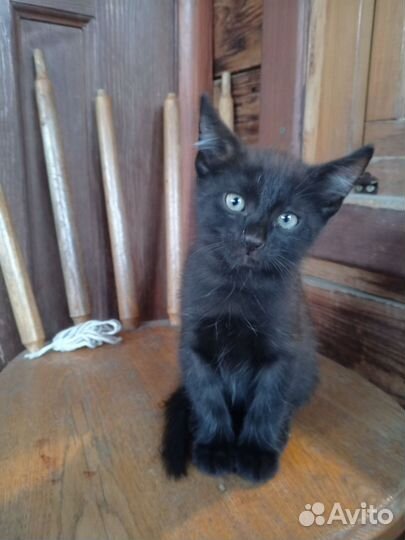 Котенок ищет дом