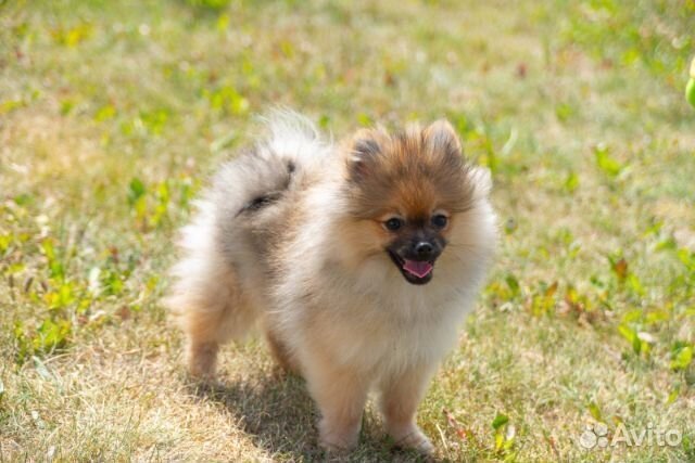 Померанский шпиц девочка