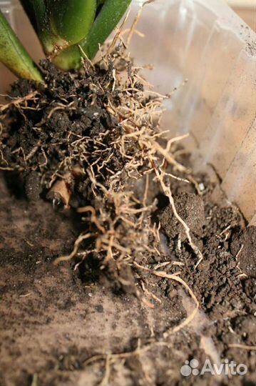 Сансевиерия (щучий хвост или тещин язык)