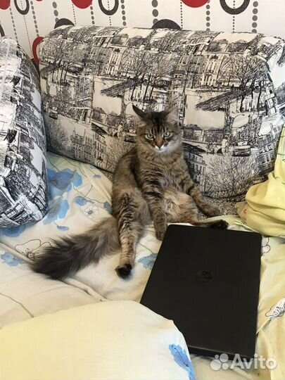 Зооняня, передержка животных