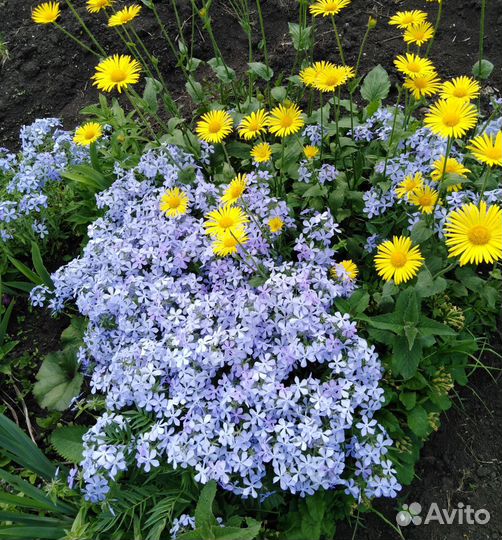 Цветы многолетние