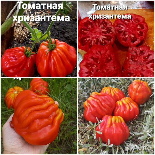Семена помидор