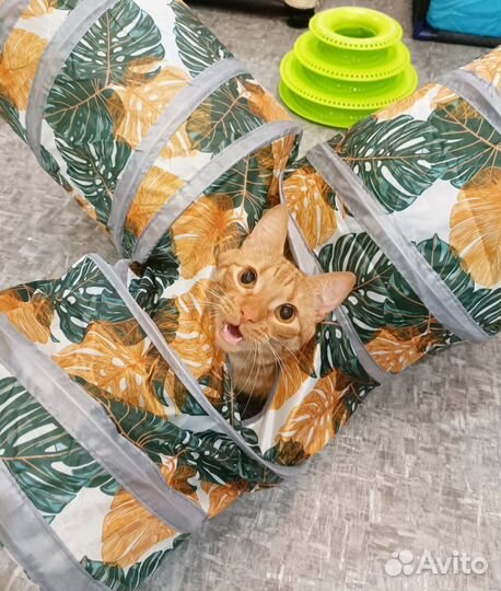 Кот в добрые руки