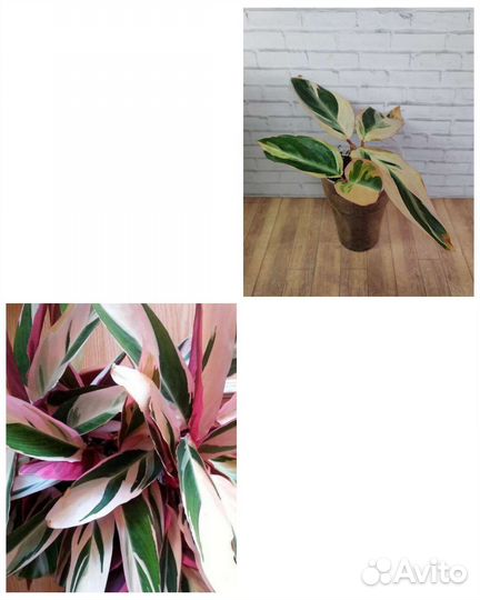 Строманта Триостар