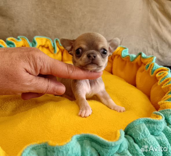 Щенки чихуахуа