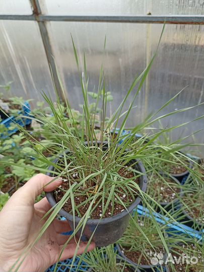 Многолетние цветы