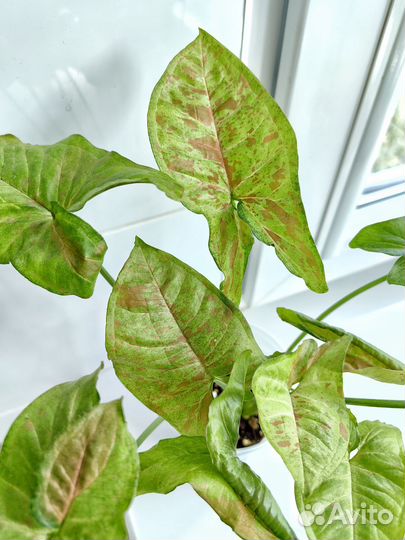 Сингониум конфетти