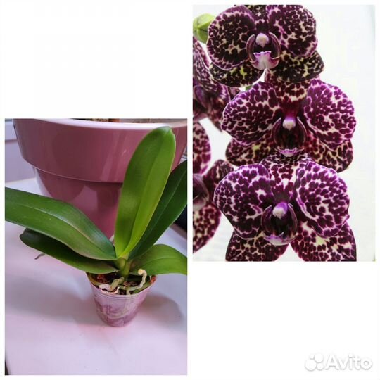 Фаленопсис (орхидея)