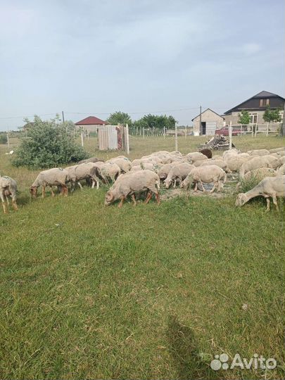 Овцы бараны