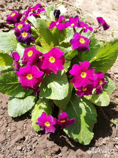 Многолетники