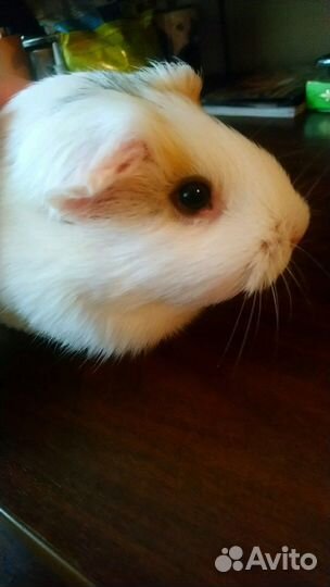 Передержка морских свинок. 90р/д