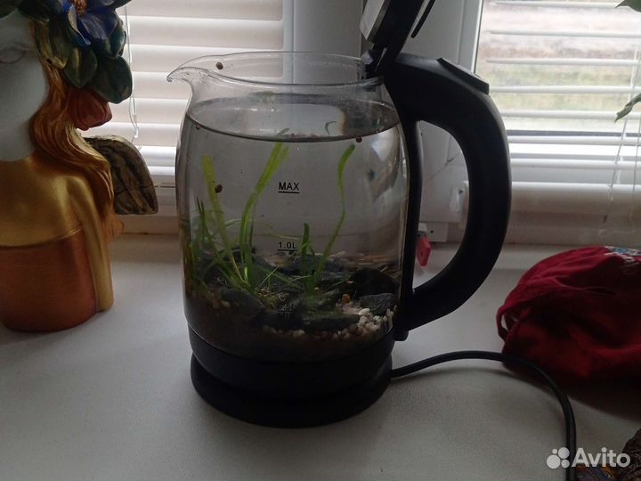 Аквариум чайник