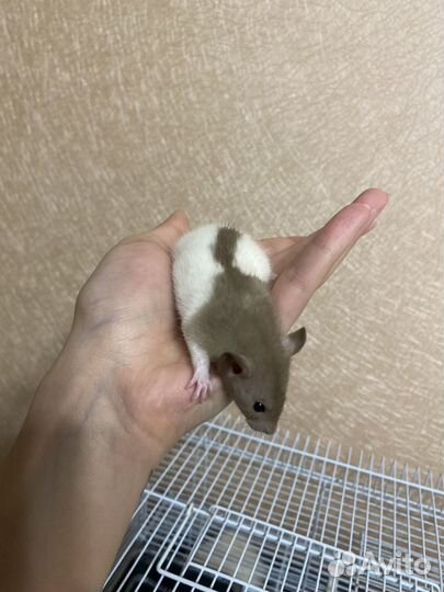 Крыса дамбо сфинкс крысята