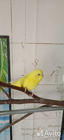 Получехи домашнего разведения