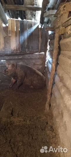 Хряк на племя