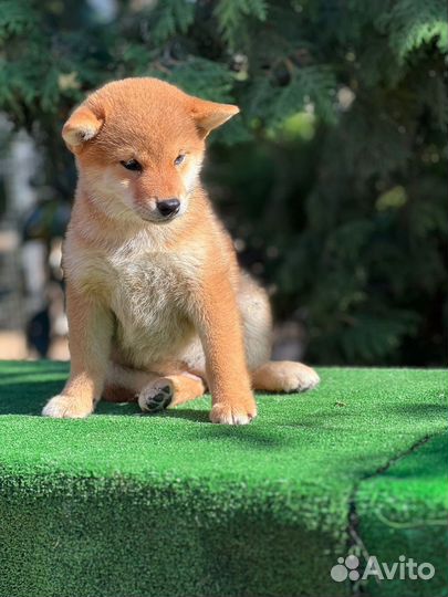 Щенки сиба ину