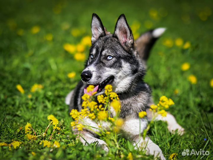 Собака в добрые руки