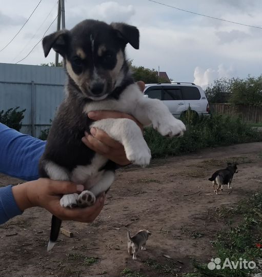 Мелкие щенки с доставкой