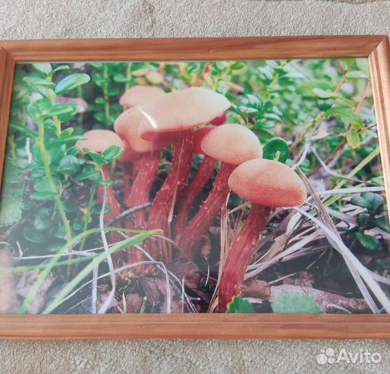 Авторское фотопанно 