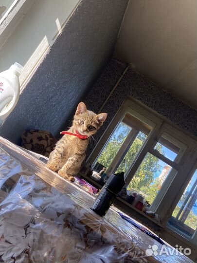 Домашние животные