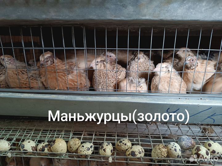 Инкубационное яйцо перепелов