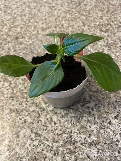 Домашние цветы