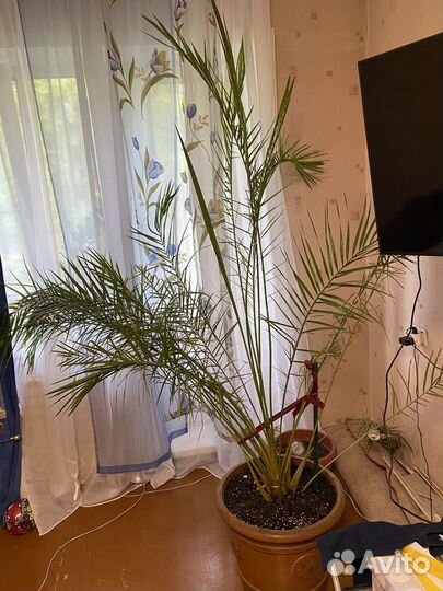 Финиковая пальма