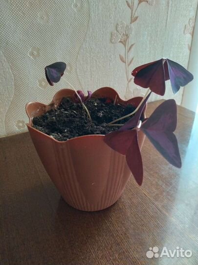 Кислица оксалис