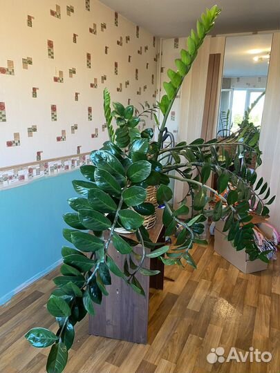 Замиокулькас