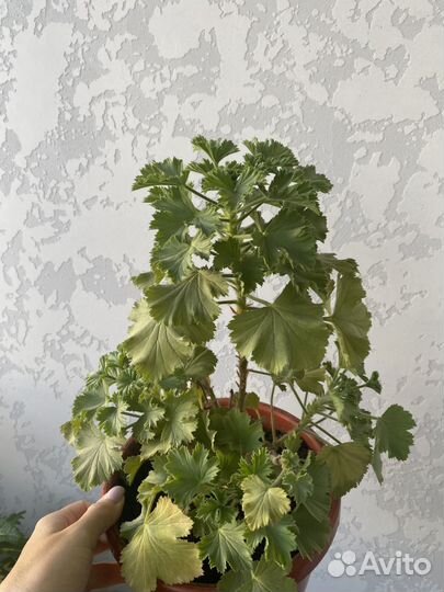 Королевская пеларгония