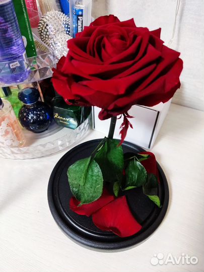 Роза долговечная в колбе
