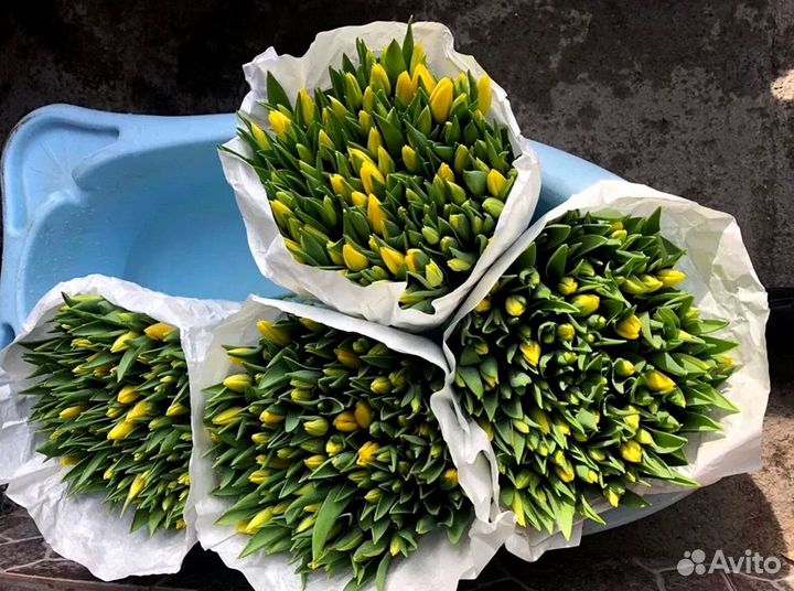 Тюльпаны опт от 500 шт