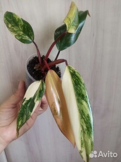 Филодендрон Strawberry shake и др., аглаонемы