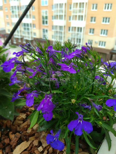 1-к. квартира, 32,6 м², 9/9 эт.